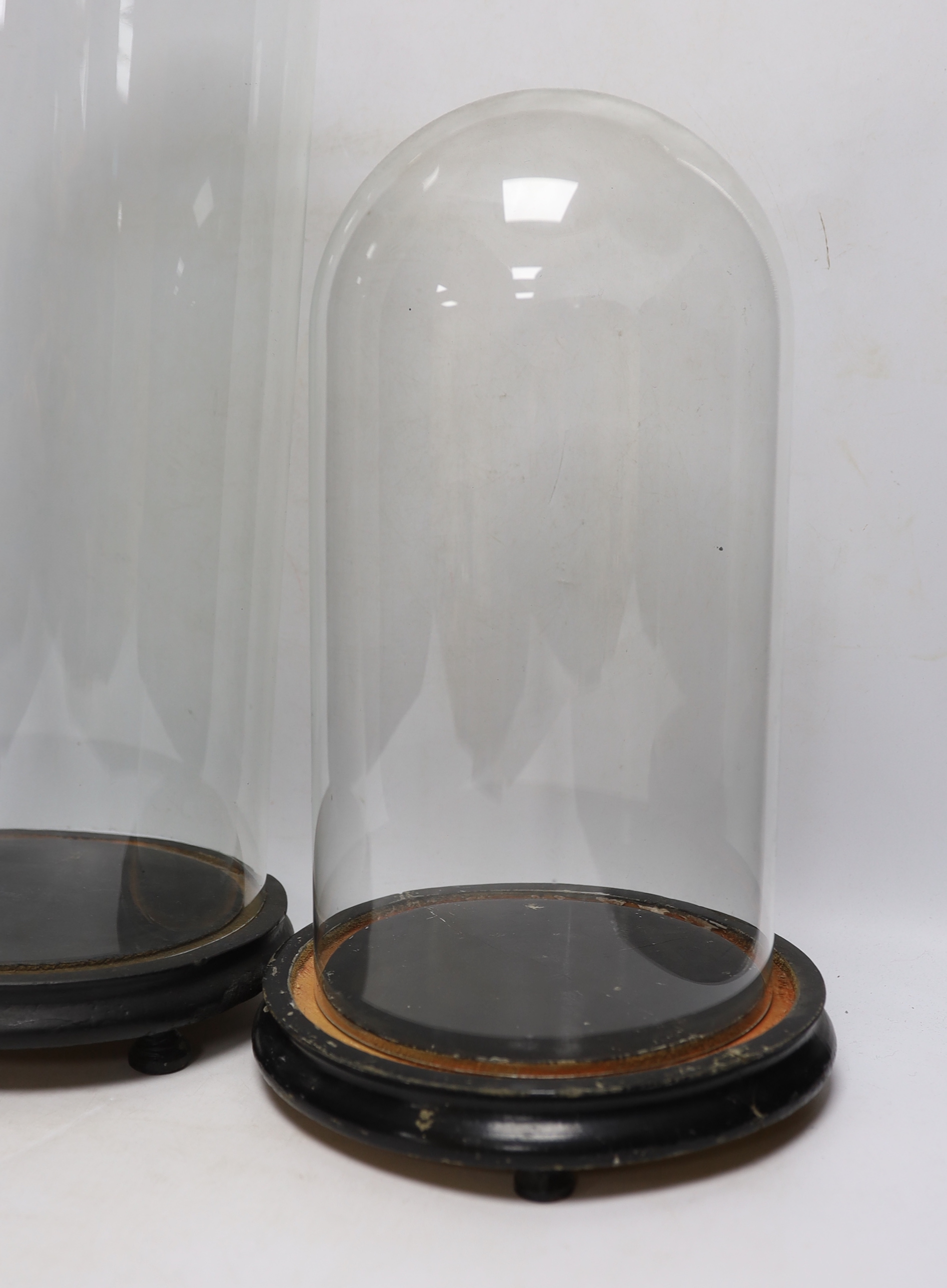Two glass domes on stands, largest 55cm high